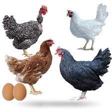 370 Ideas De Gallinas Gallinas Aves De Corral Gallinas Y Gallos