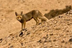 Jackal Jackal Jackal Animals Jackal Canis