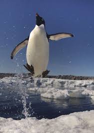 Birds That Look Like Penguins But Aren T Photographer Captures Amazing Images Of Penguins Leaping Out Of Sea Penguins Penguins Cute Penguins Penguins Polar Bears