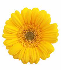 Yellow Gerber Daisy Yellow Daisies Gerbera Daisy Gerbera