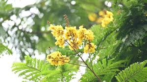 Image result for Limeum pterocarpum