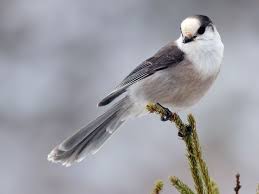 Gray Birds That Look Like Blue Jays Canada Jay Or Gray Jay Perisoreus Canadensis Photo By Aalix D Entremont Macaulay Library Via All About Birds Cornell La Gray Jay Animals Beautiful Birds