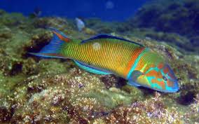 Girelle Gorgone Meduse