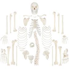 Lessons on the skeletal system (upper limb, lower limb, skull, vertebrae, rib, and sternum bones). Axis Scientific Complete Disarticulated Human Skeleton Bundle Includes 3 Part Human Skull Life Size Bones Articulated Hand And Foot Anatomy Includes Detailed Product Manual And 3 Year Warranty Amazon Com Industrial Scientific