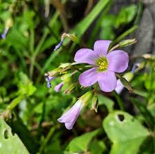 Image result for Oxalis latifolia