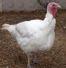 Raising Turkeys Raising Turkeys Poultry Farm Chickens Backyard