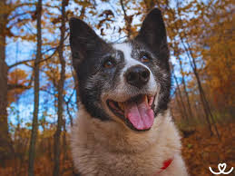 Image result for karelský medvědí pes