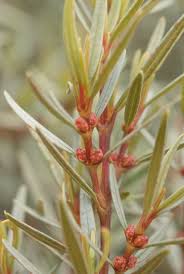 Image result for Glyphaea tomentosa