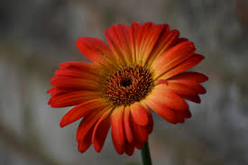 Image result for Gerbera