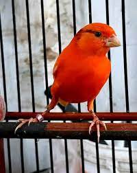 Kenari yorkshire atau kita mungkin lebih mengalnya dengan istilah kenari ys merupakan burung impor yang berasal dari negara eropa khususnya dataran inggir milik ratu elizabeth. Cara Mudah Membedakan Kenari Merah Lokal Dengan Red Intensive