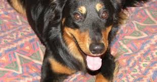 Dog scratching carpet in the night. Pin On Doggytalent Com
