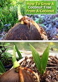 How To Grow A Coconut Tree From A Coconut Fruit Garden Coconut Palm Tree Growing Fruit Trees