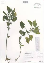 Image result for Pilea johnstonii