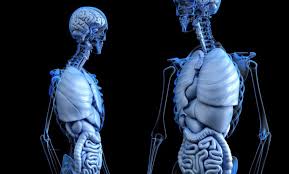 The human body organs of different types and can be grouped into sections like of digestion: Wfirm Develops Mini 3d Organ Model Of The Human Body 3d Printing Media Network The Pulse Of The Am Industry