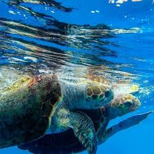 Sea Turtles Turtle Love Turtle Sea Turtle
