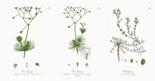 Image result for Spergula arvensis