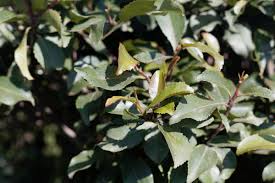 Image result for Catha edulis