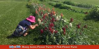 Mossy Acres Flower Farm U Pick Flower Farm