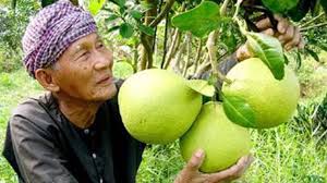 Pomelo fruit । pomelo tree । #shorts#shorts #pomelo #fruitplant #pomelofruitplantif you liked the video please do subscribe so i can continue to p provide. How To Grow Pomelo In Your Garden Plant Instructions