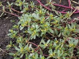 Purslane is a succulent plant with a prostrate growth habit, and it is. Purslane Plant How To Get Rid Of Purslane