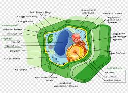 In cell biology, the nucleus (pl. Plant Cell Cell Wall Cell Nucleus Plant Biology Cell Map Png Pngwing