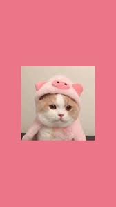 Cute Cats Wallpaper Iphone In 2020 Cute Cat Wallpaper Iphone Wallpaper Cat Cat Wallpaper