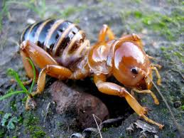 The jerusalem cricket falls in the same suborder of ensifera as do all weta. The Nat On Twitter Whatisitwednesday What Strange Creature Is This We Bet A Few Of You Know Insects Entomology Sandiego Thenat Chonkyboi Https T Co Pnh3qw8pce