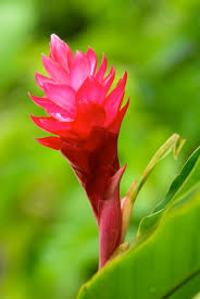 Hawaiian flowers are colorful and vibrant, perfect for decorating even the simplest home gardens. Hawaiian Flower Buying Guide From With Our Aloha
