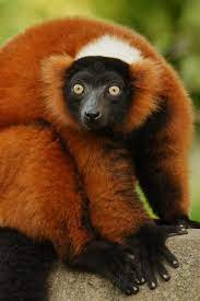 Red Ruffed Lemur Animals Beautiful Pet Birds Nature Animals