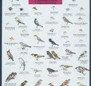 Mac's Field Guides: Northwest Park & Backyard Birds — Books