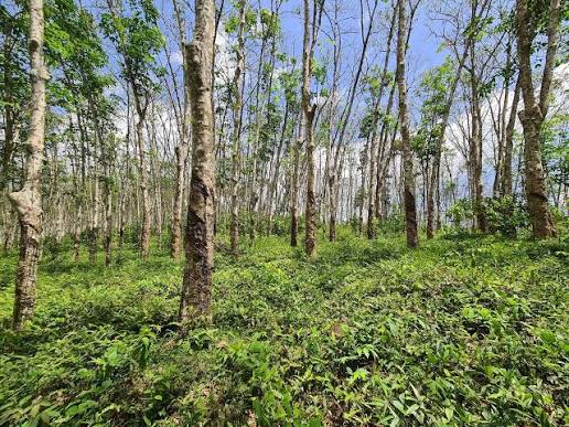 Habaraduwa rubber estate spice garden inland roads south coast Sri Lanka