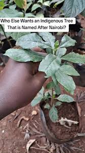 Image result for Rothmannia manganjae