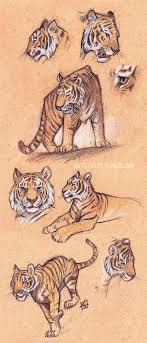 Tiger Study Tiger Drawing Animal Drawings Tiger Art