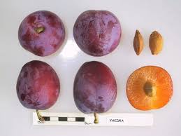 Yakima Euro Plum Can Zone 3 4 Beautiful Color Plum Prunus Fruit