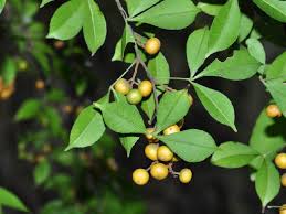 Image result for Toddalia simplicifolia