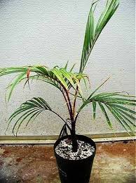 Image result for Acanthophoenix rubra