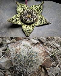 Image result for Hereroa glenensis