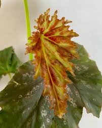 Image result for Begonia nyassensis