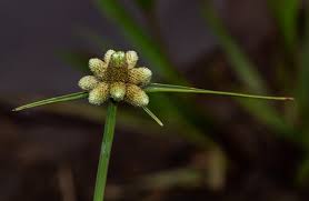 Image result for Lipocarpha