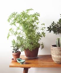 Pelargonium Radens Pelargonium Plants Instagram Posts