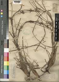 Image result for Costularia