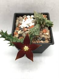 Image result for Piaranthus atrosanguineus