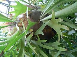 Image result for parožnatka Platycerium