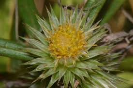 Image result for Macledium poggei