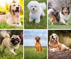 16 of the best dog breeds for kids and families