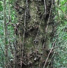 Image result for Scolopia zeyheri