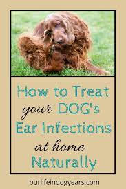 Pin On Dog Remedies