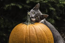 These squash varieties can be less stringy and richer in sweetness and color than pumpkin. Pumpkin For Cats How And When To Use It Petguide