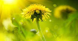 Symbolic Dandelion Meanings The Common Name Dandelion Translates To Dent De Lion In French And Means The Lion S Dandelion Meaning Dandelion Dandelion Flower
