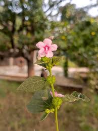 Image result for Urena